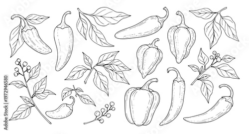Hand Drawn Chili Peppers and Leaves Outline Vector Collection