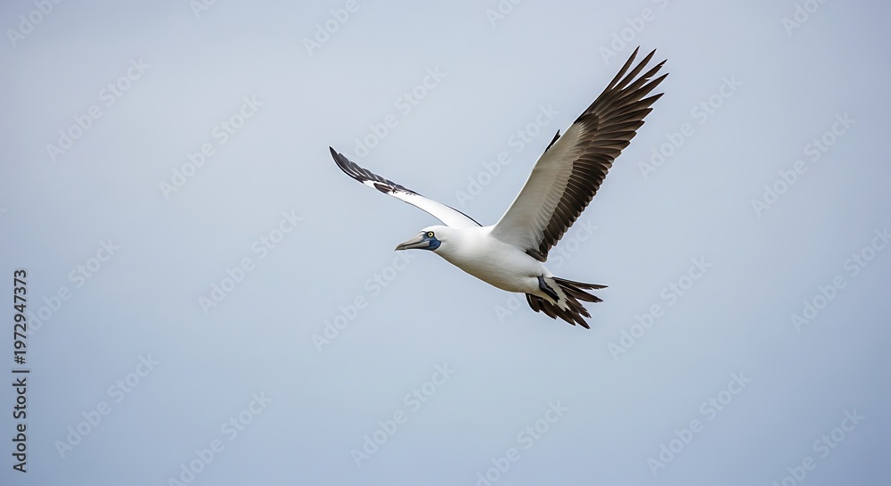 Fototapeta premium White Stork Flying in Clear Sky.