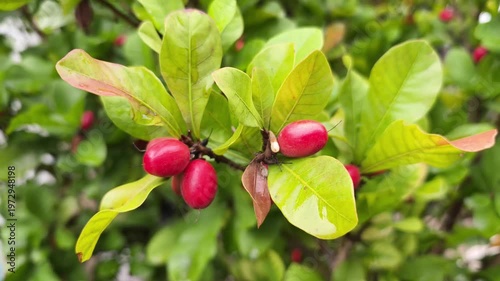 Red Miracle Fruit on a Branch