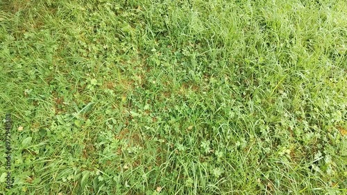 Lush green grass with varying heights and textures, showing a gradual transition from shorter to taller blades, creating a natural, vibrant landscape in a sunny outdoor setting