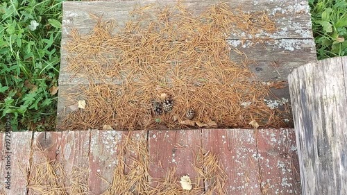 Close-up view of wooden steps covered with pine needles and leaves, showing gradual accumulation of natural debris in a forested outdoor setting