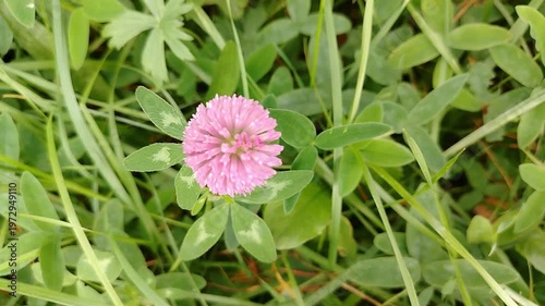 Pink clover flower with green leaves gradually shifting focus in a grassy field, showcasing the delicate petals and vibrant colors in natural sunlight