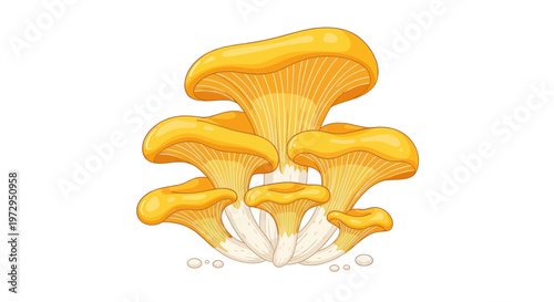 Golden Chanterelle Mushrooms Cluster Isolated
