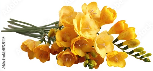 A beautiful bouquet of vibrant yellow freesia flowers on a white background.