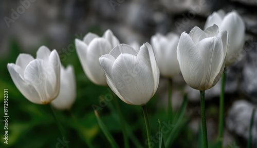 Delicate White Tulips Bloom in Soft Focus Garden Setting.