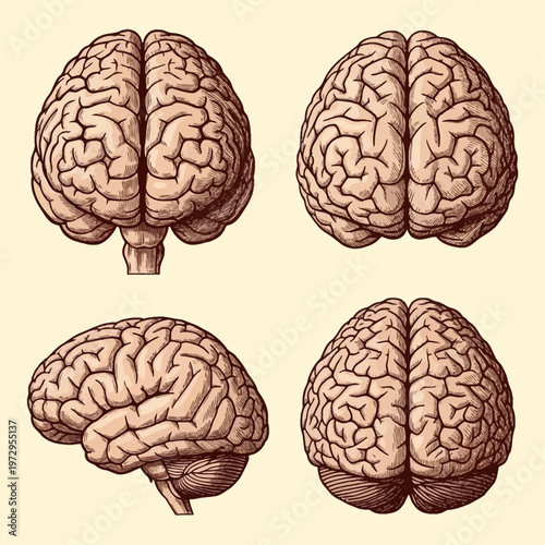 Set of vintage-style engraved human brain anatomical illustrations featuring superior lateral and posterior views with intricate cross-hatching on a neutral beige background.