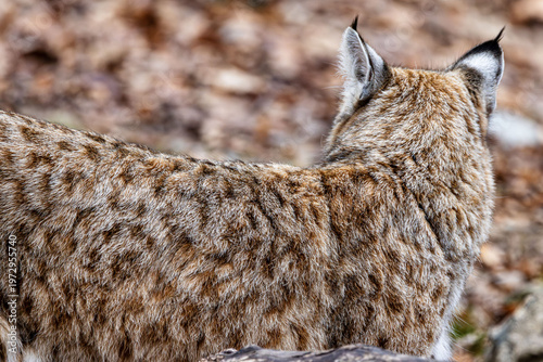 bobcat ears from behind with white eye-spots to confuse predators