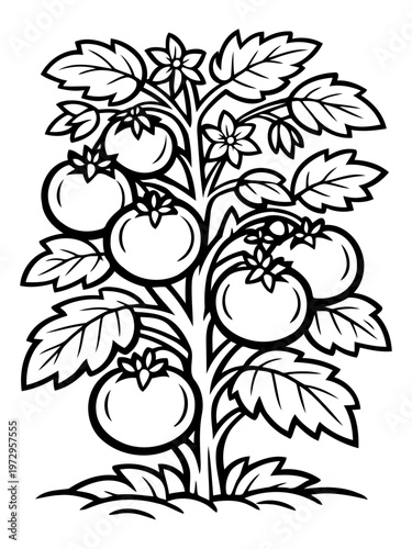 Tomato plant in the garden: A detailed illustration of a thriving tomato plant, adorned with ripe tomatoes and lush green foliage, showcasing nature's bounty and the cycle of growth.