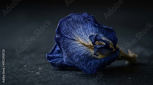 Close-up of a vibrant blue butterfly pea flower on a dark background.