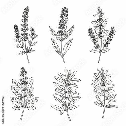 Set of six botanical line art illustrations featuring medicinal herbs with detailed leaves and flower spikes, black and white minimalist vector style on white background.