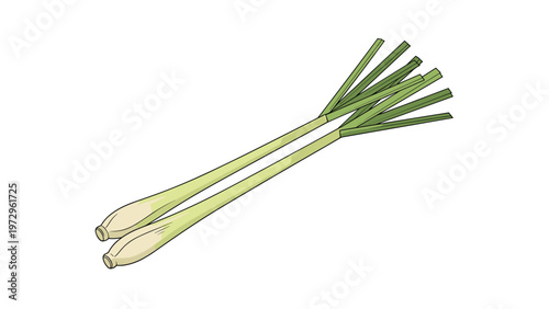 Fresh stalks of green lemongrass are presented as a bunch of long stems on a white background for cooking and herbal use.