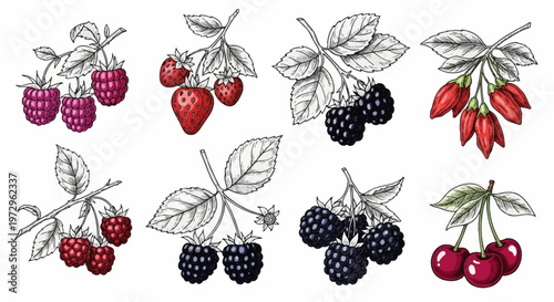Vintage hand-drawn ink sketch collection of colored berries featuring strawberries, raspberries, blackberries, cherries, and goji berries with leaves on white background.