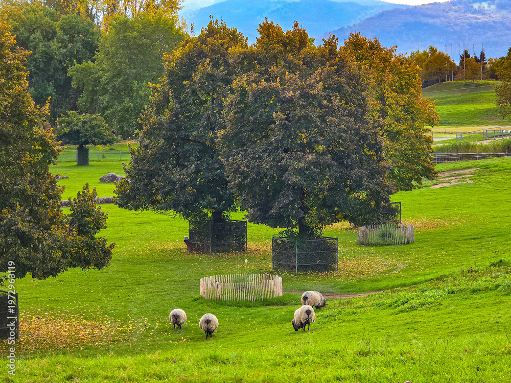Fototapeta premium Sheep grazing in a green park near trees with protective fencing