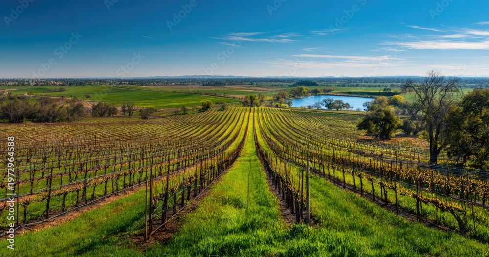 Naklejka premium Expansive Vineyard Landscape Under a Clear Blue Sky.