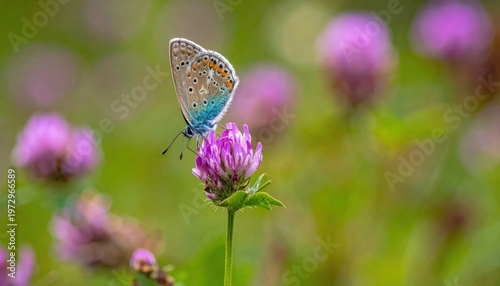 Close-up of a delicate blue butterfly perched on a vibrant pink clover flower in a sunlit meadow.