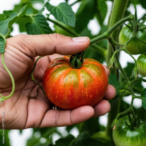 Fresh Red Tomato Held by Hand on Vine in Greenhouse