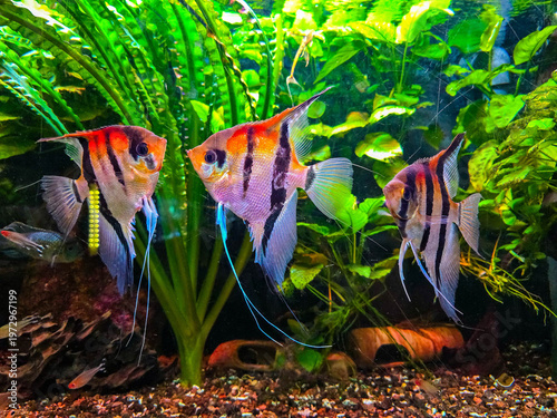 Altum Angelfish swimming in a lush planted freshwater aquarium.