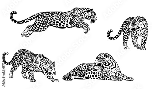 Dynamic leopard silhouettes action poses wild feline vector illustration collection