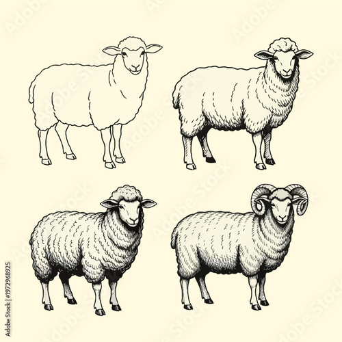Set of four hand-drawn sheep sketches including a simple outline, ewes with detailed thick woolly coats, and a male ram with large curved horns, rendered in a black pen and ink style.