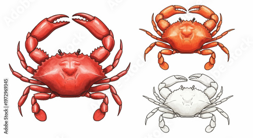 Three watercolor illustrations of crabs in red, orange, and white colors isolated on a white background, featuring detailed shell textures, sharp pincers, and legs for marine life design.