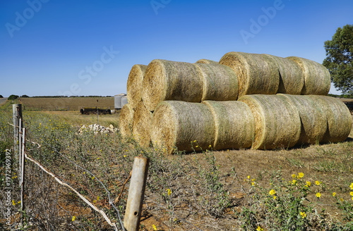Stacked round hay bales on a sunny rural farm field under clear blue sky