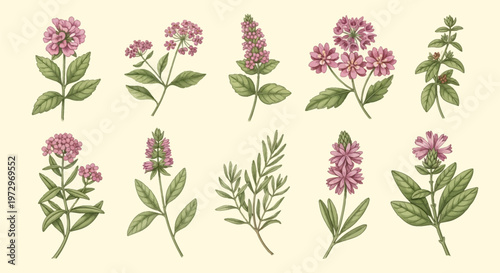 Vintage botanical illustration set of ten pink and purple wildflowers and medicinal herbs with green leaves on a cream background, hand-drawn watercolor scientific plate.
