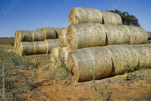 Stacked round hay bales on a sunny rural farm field under clear blue sky