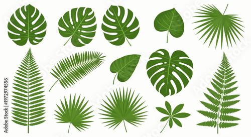 Collection of green tropical leaves including monstera deliciosa, various palm fronds, fern branches, and exotic foliage isolated on white background for botanical design elements.