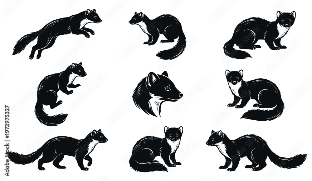 Fototapeta premium Marder tier vector set of detailed black and white wild animal silhouettes. Illustrations of marten jumping, walking, sitting and head portrait. Monochrome wildlife graphic design.