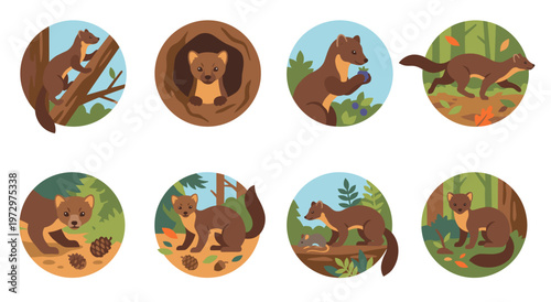 Marder tier vector set of cute forest animal round badges. Flat design illustrations of wild marten in nature habitat running, climbing, eating berries, and hunting mouse.