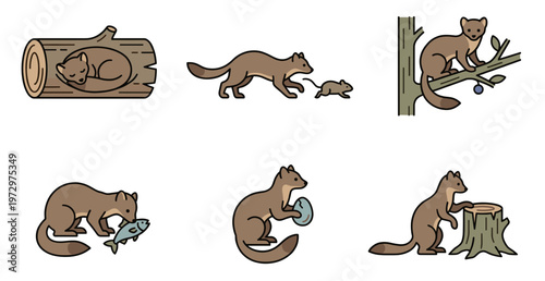 Marder tier vector illustrations of cute woodland animal. Flat design set showing wild marten sleeping in log, hunting mouse, catching fish, holding egg, and climbing tree.