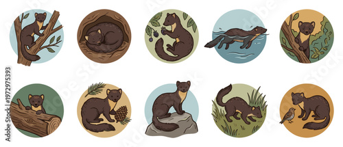 Marder tier vector collection of wild forest animal round stickers. Flat graphic design set featuring cute marten climbing, swimming, sleeping, and hunting in nature habitat.