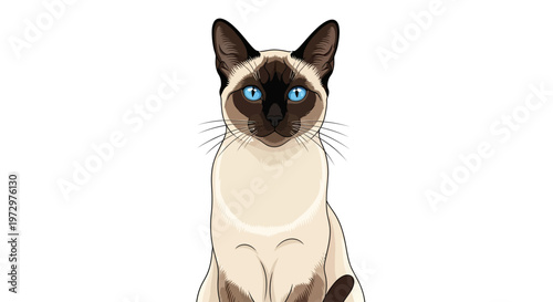 Siamese Cat Looking Straight Ahead.