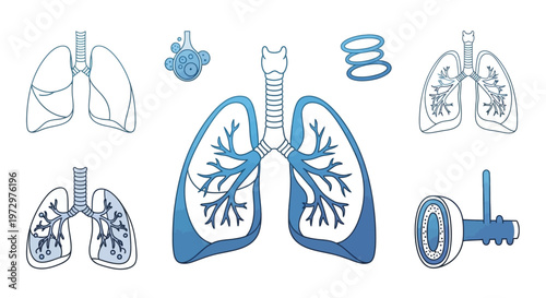 Anatomy of human lung organ.