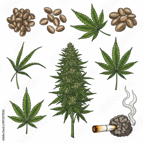 Detailed hand-drawn vector illustration set featuring green cannabis sativa leaves, hemp seeds, a flowering marijuana bud plant, and a smoking joint on a plain white background.