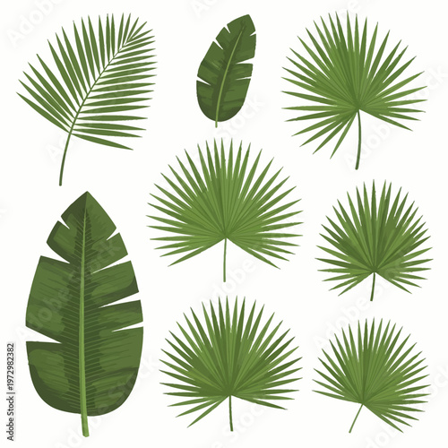 Collection of realistic tropical green leaves including banana leaf varieties and various fan palm fronds isolated on white background for summer botanical vector design.
