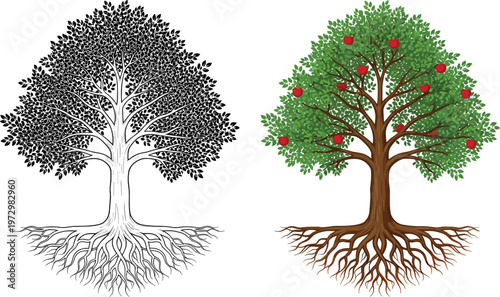 Detailed apple tree vector illustration with roots and red fruits including a black and white silhouette version for nature, environment, growth, and organic gardening design concepts