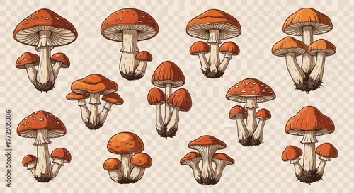 Collection of retro vintage mushroom illustrations featuring red fly agaric and orange wild fungi clusters with white stems and soil roots isolated on a transparent background.