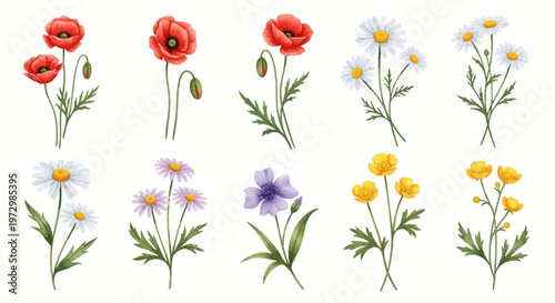 Collection of ten watercolor botanical illustrations including red poppies with buds, white daisies, purple flowers, and yellow buttercups, isolated on a white background.