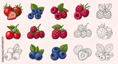 Collection of vector berry illustrations featuring strawberries, blueberries, raspberries, and cherries in both colorful and black and white line art styles on a light background.