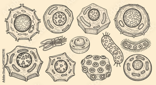 Collection of hand-drawn scientific illustrations depicting biological cells, microorganisms, and organelles in a vintage engraving style including animal, plant, and bacterial structures.