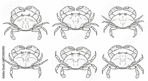 Set of six detailed black and white line art illustrations of crabs featuring various anatomical details of the carapace, claws, and legs, isolated on a plain white background.