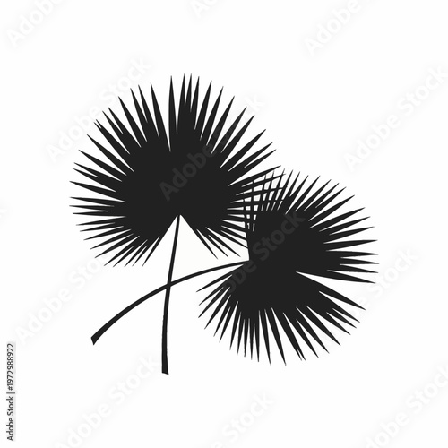 Silhouette of two crossed fan palm leaves with serrated edges, botanical vector illustration of tropical foliage fronds, black plant elements isolated on a white background.
