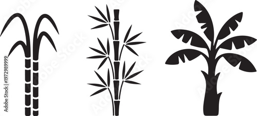 tropical plants sugarcane bamboo and banana leaves clean silhouette vector illustrations
