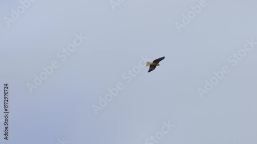 青空を悠々と飛ぶ野生のトビの飛翔シーン