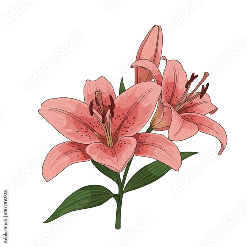 Hand-drawn vector illustration of pink lily flowers with detailed petals, speckled centers, stamens, and an unopened bud on green stems with leaves, isolated on a white background.