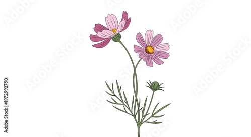 Beautiful pink cosmos flowers with green leaves and buds shown in delicate botanical illustration on white background.