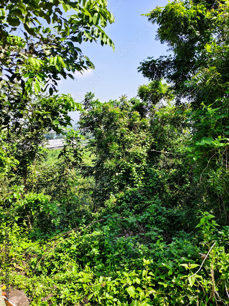 Fototapeta premium Lush Green Trees and Dense Foliage Under a Clear Blue Sky