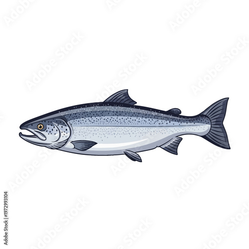 Detailed vector illustration of an Atlantic salmon fish isolated on a white background, side view profile showing silver scales, dark spots, fins, and anatomical features of the species.