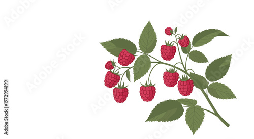 Realistic botanical illustration of a fresh branch of ripe red raspberries with green leaves isolated on a plain white background.